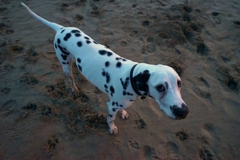 Kai Scarborough, England February 2020