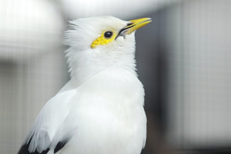 White Myna Bird